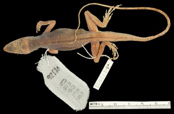 Media type: image;   Herpetology R-172931 Aspect: dorsal